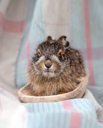 Picture of BABY RABBIT V