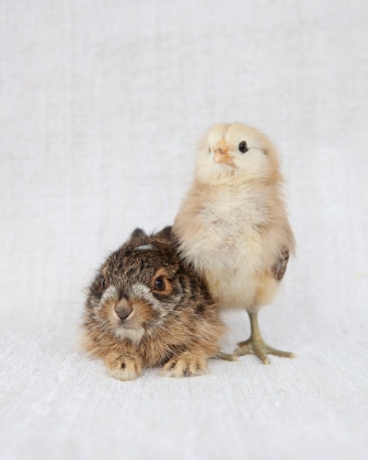 Picture of CHICK AND BABY RABBIT