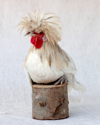 Picture of ROD THE ROOSTER I