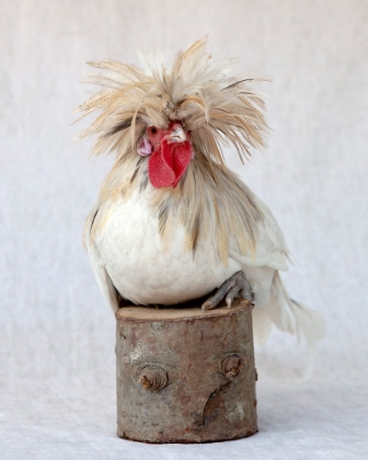 Picture of ROD THE ROOSTER II