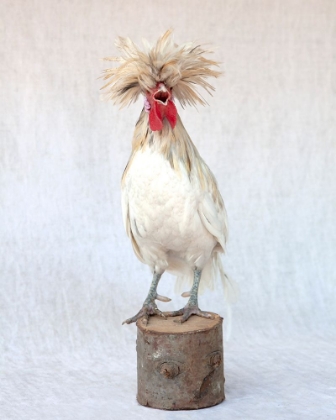 Picture of ROD THE ROOSTER III