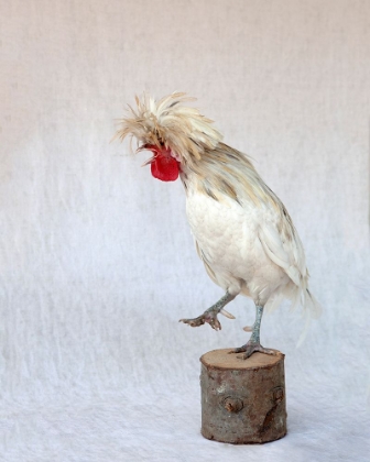 Picture of ROD THE ROOSTER IV
