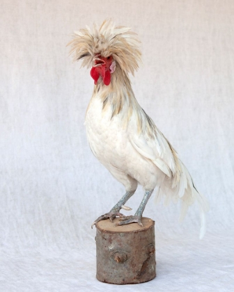 Picture of ROD THE ROOSTER V