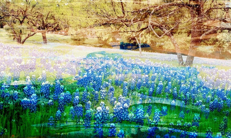 Picture of BLUE BONNET FIELD