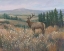 Picture of WESTERN WILDLIFE II