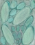 Picture of BLUE ORBS I