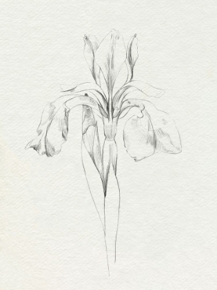 Picture of NEUTRAL IRIS SKETCH I