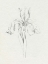 Picture of NEUTRAL IRIS SKETCH I