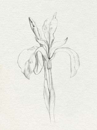 Picture of NEUTRAL IRIS SKETCH II