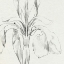 Picture of IRIS SKETCH OKEEFE CROP I