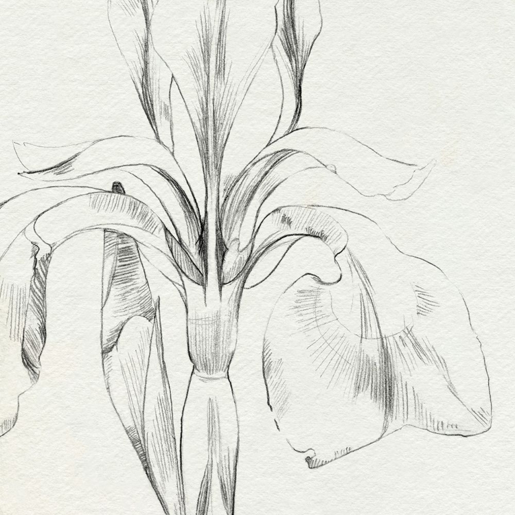 Picture of IRIS SKETCH OKEEFE CROP I