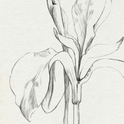 Picture of IRIS SKETCH OKEEFE CROP II