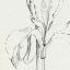 Picture of IRIS SKETCH OKEEFE CROP II