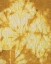 Picture of TURMERIC SUNRISE II
