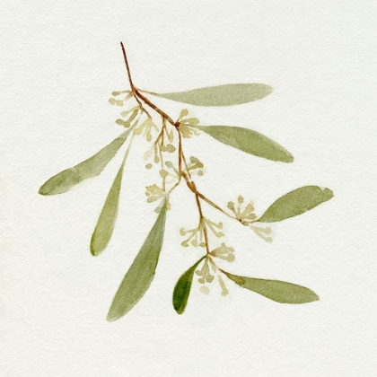 Picture of EUCALYPTUS COLLECTION I