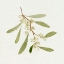 Picture of EUCALYPTUS COLLECTION I