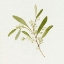 Picture of EUCALYPTUS COLLECTION II