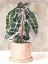 Picture of POTTED HOUSEPLANT I