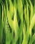 Picture of BLADES OF GRASS I