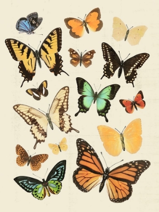 Picture of COLLECTED FLUTTER I