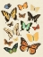 Picture of COLLECTED FLUTTER I