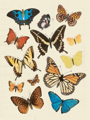 Picture of COLLECTED FLUTTER II