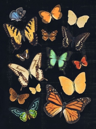 Picture of COLLECTED FLUTTER III