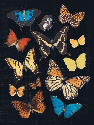 Picture of COLLECTED FLUTTER IV