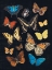 Picture of COLLECTED FLUTTER IV