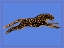 Picture of THE WILD LEOPARD II