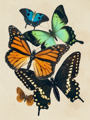 Picture of COLLAGED BUTTERFLIES I