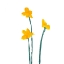 Picture of SIMPLE BUTTERCUPS I