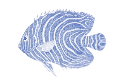 Picture of BLUE AND WHITE TROPICAL FISH II