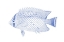 Picture of BLUE AND WHITE TROPICAL FISH III
