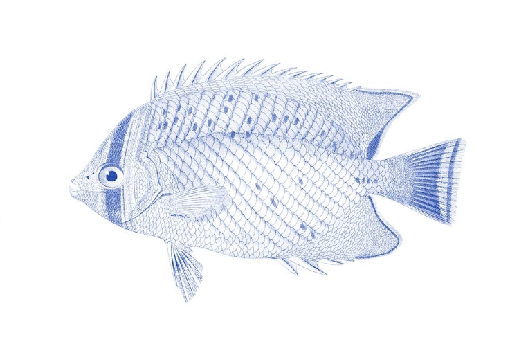 Picture of BLUE AND WHITE TROPICAL FISH III