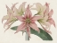 Picture of AMARYLLIS VARIETALS I