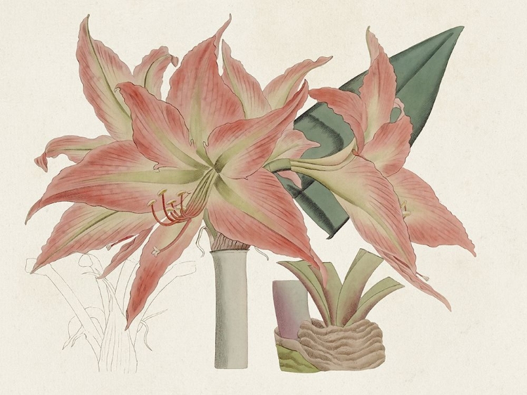 Picture of AMARYLLIS VARIETALS III