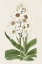Picture of FLORE ALBO I