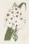 Picture of FLORE ALBO II