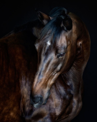 Picture of SUNLIT HORSES I