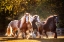 Picture of SUNLIT HORSES III