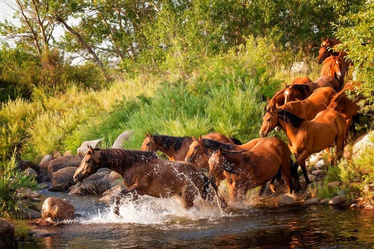 Picture of SUNLIT HORSES IV