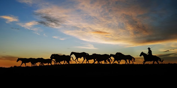 Picture of SUNLIT HORSES V