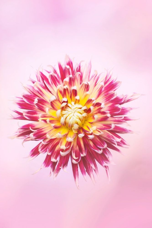 Picture of EXOTIC FLOWER BURST I