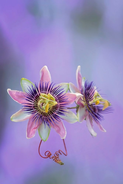 Picture of EXOTIC FLOWER BURST II