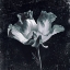 Picture of AURORA BLOOMS III