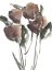 Picture of GROWING WILD II