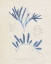 Picture of BLUE MARINE ALGAE I