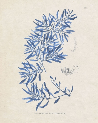 Picture of BLUE MARINE ALGAE III