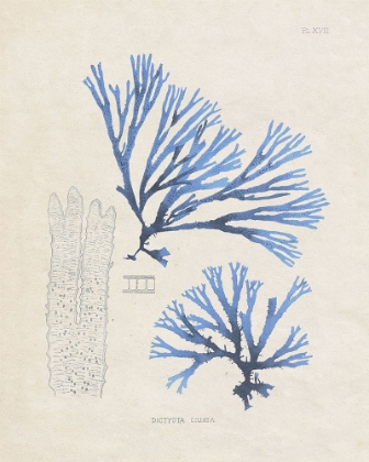 Picture of BLUE MARINE ALGAE V